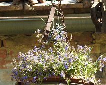 Buonconvento  2015 041